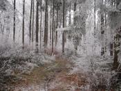 Rheinsteig am Grauen Stein im Winter