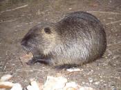 Nutria II