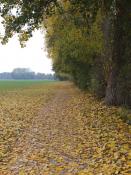 Herbstlandschaft am Weg