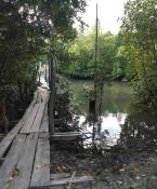 Monkey bridge