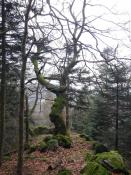 baum