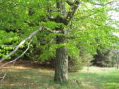 Bild1 - Baum