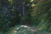 1. Start - hier geht es in den Wald