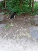 Wachhund Leika
