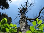 Der Baum...