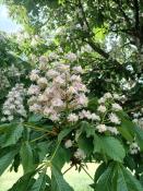 Bienenfutter