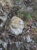 Das Symbol der Garnele