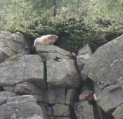 zwei Murmeltiere in einer Felswand