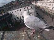 Dundee Dove