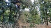 zugewachsene Wiese im Sommer 2025
