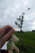 Beispiel für 1. Foto: Birnbaum mit Landschildkroete