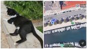 Cat Tom Logproof