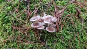 Pilze 1