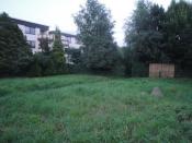 Bild der Wiese