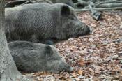 Wildschweine