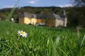 aristokratisches Gänseblümchen vor Schloss Melschede