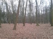 Im Wald