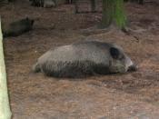 Wildes Schwein