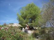 2. Pine & one of the cairns / Pinie & Steinmann