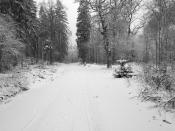 Winterwald am Parkplatz