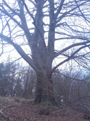 OCF397_o_Baum.PNG