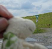 Beispiel zu 2: Schild und Greifvogel mit Landschildkroete