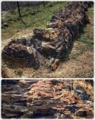 versteinertes Holz