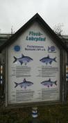 Fisch-Lehrpfad