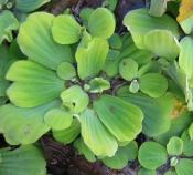 Pistia_stratiotes_Catez_3