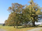 Baum bei schönen Wetter im Frühherbst