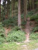 [1] Der Pfad führt im Wald recht steil bergauf.