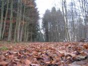 Wald