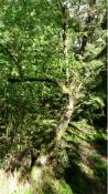 Teufelsstein . ein Baum in der Nähe