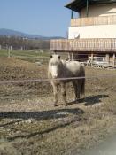 Horse at rider stable Bachseppl Pferd beim Reitstall Bachseppl