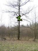 Pkt1 dieser Baum liefert die Nordkoordinate