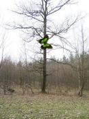 Pkt1 dieser Baum liefert die Nordkoordinate