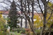 Baum mit Schuhen