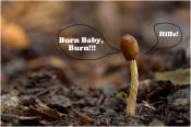 Burny allein im Wald