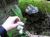 Beispiel: Zunderpilz mit Landschildkroete