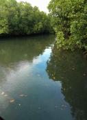 Mangrove area
