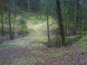 Stimmung im Wald 2