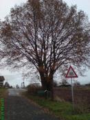 Herzbaum im Herbst