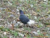 Der Wächter des Caches