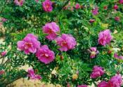 Botanik: Strand-Rose (lat. rosa rugotida)