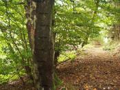 Heftzwecke, Baum dahinter suchen,  Heftzwecke auch an anderer Seite des Baumes, Cachenähe