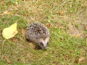 Igel im Garten