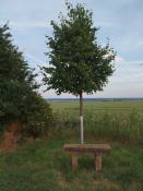 Die Sandsteinbank