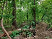 Im Tiergarten verstecken sich nicht nur Tiere