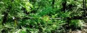 Barriere im Wald