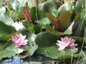 The water lilies